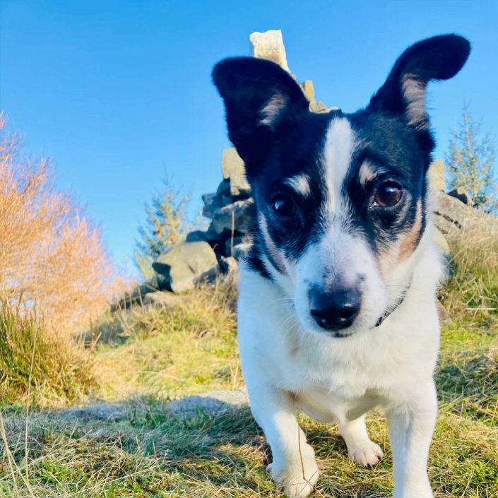 Fernbank Guest House and Bed and Breakfast Aberfeldy